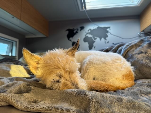 Lou ist müde