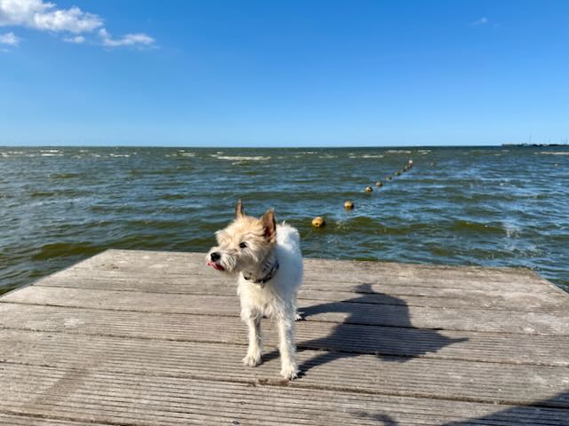 Lou auf Steg