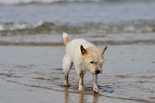Lou im Meer