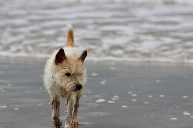 Lou im Meer