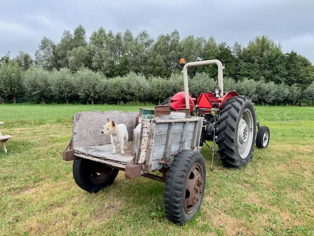 Lou auf Traktor