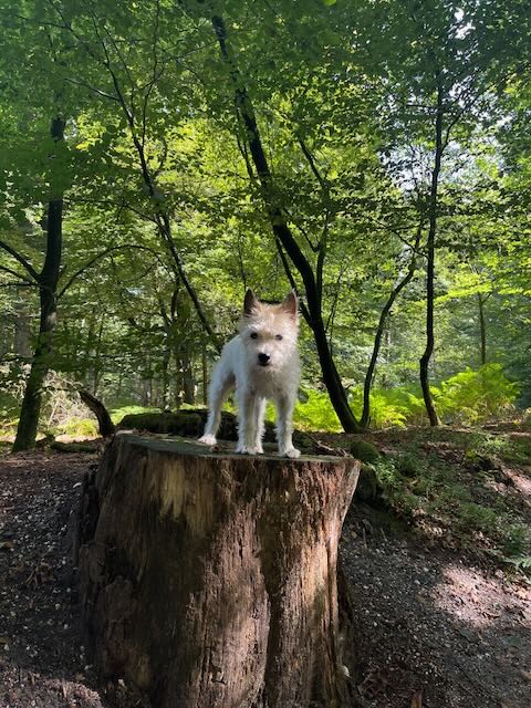 Lou on Tree Stump