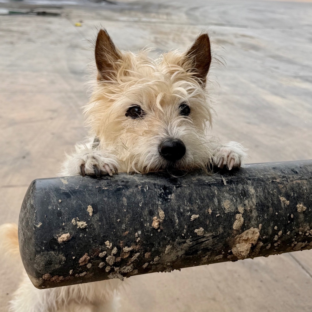 Stellplatz am Hundestrand bei Málaga