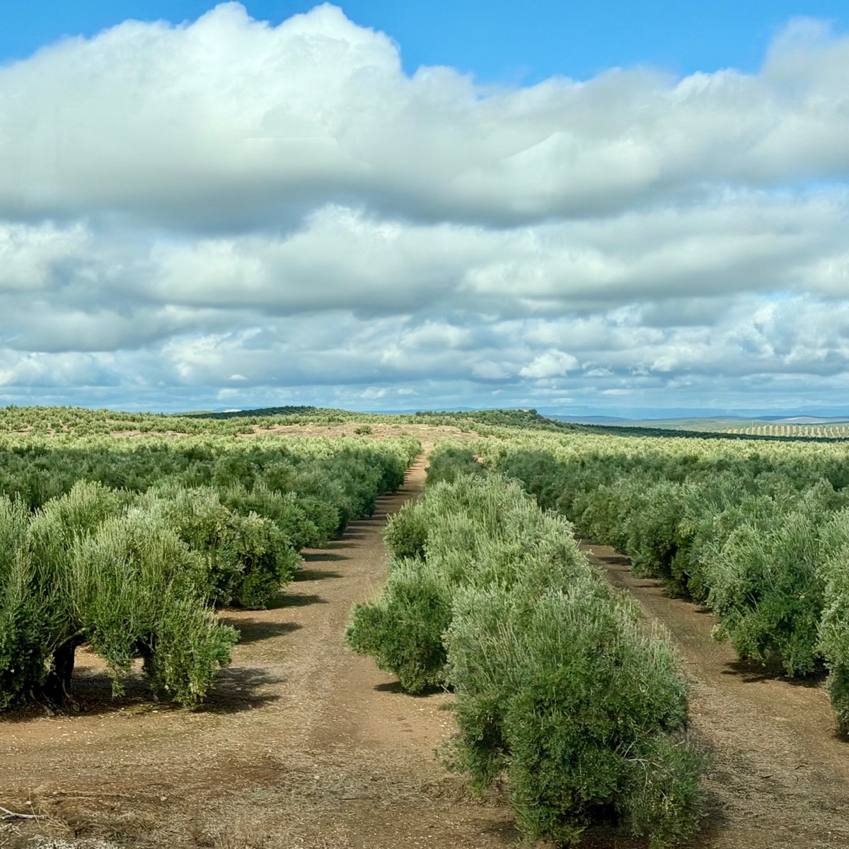 Blick über die Olivenplantagen bei Noalejo