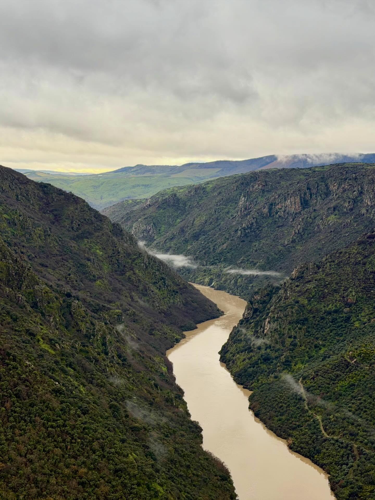 Gänsegeier über den Arribes del Duero