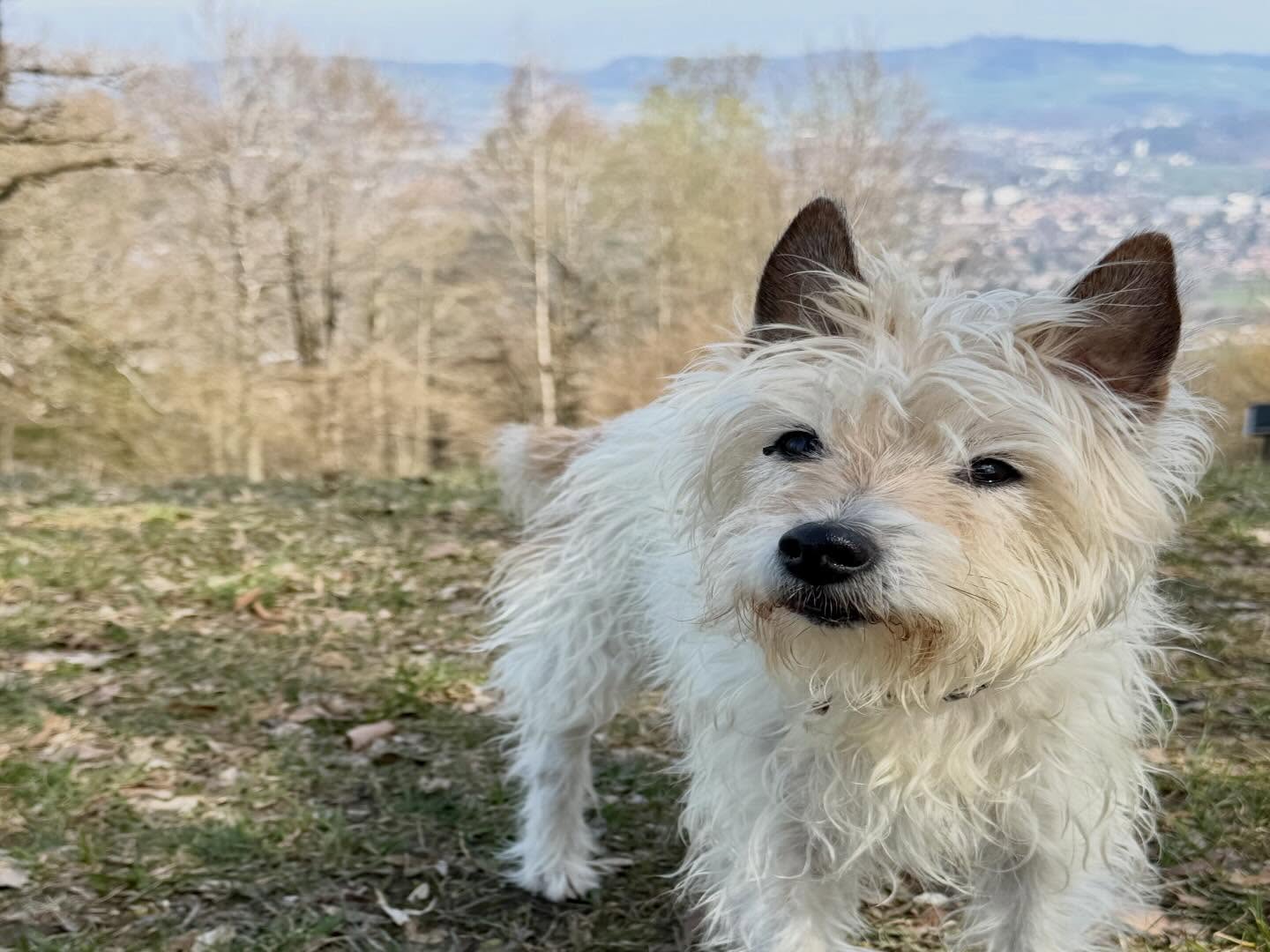 Blick vom Gurten über Bern