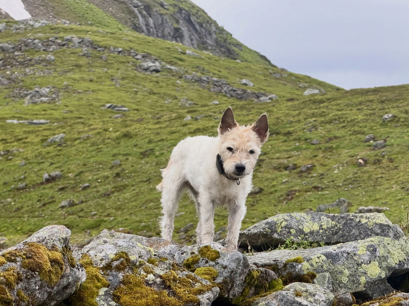 image from Strynfjellet und Trollstigen 🇳🇴 - zwei Highlights an einem Tag