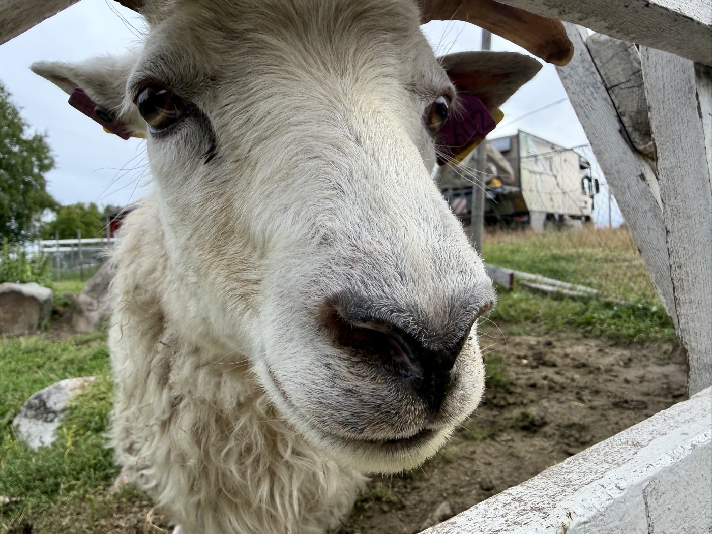 Nahaufnahme einer neugierigen Ziege am Zaun, im Hintergrund Mammothon