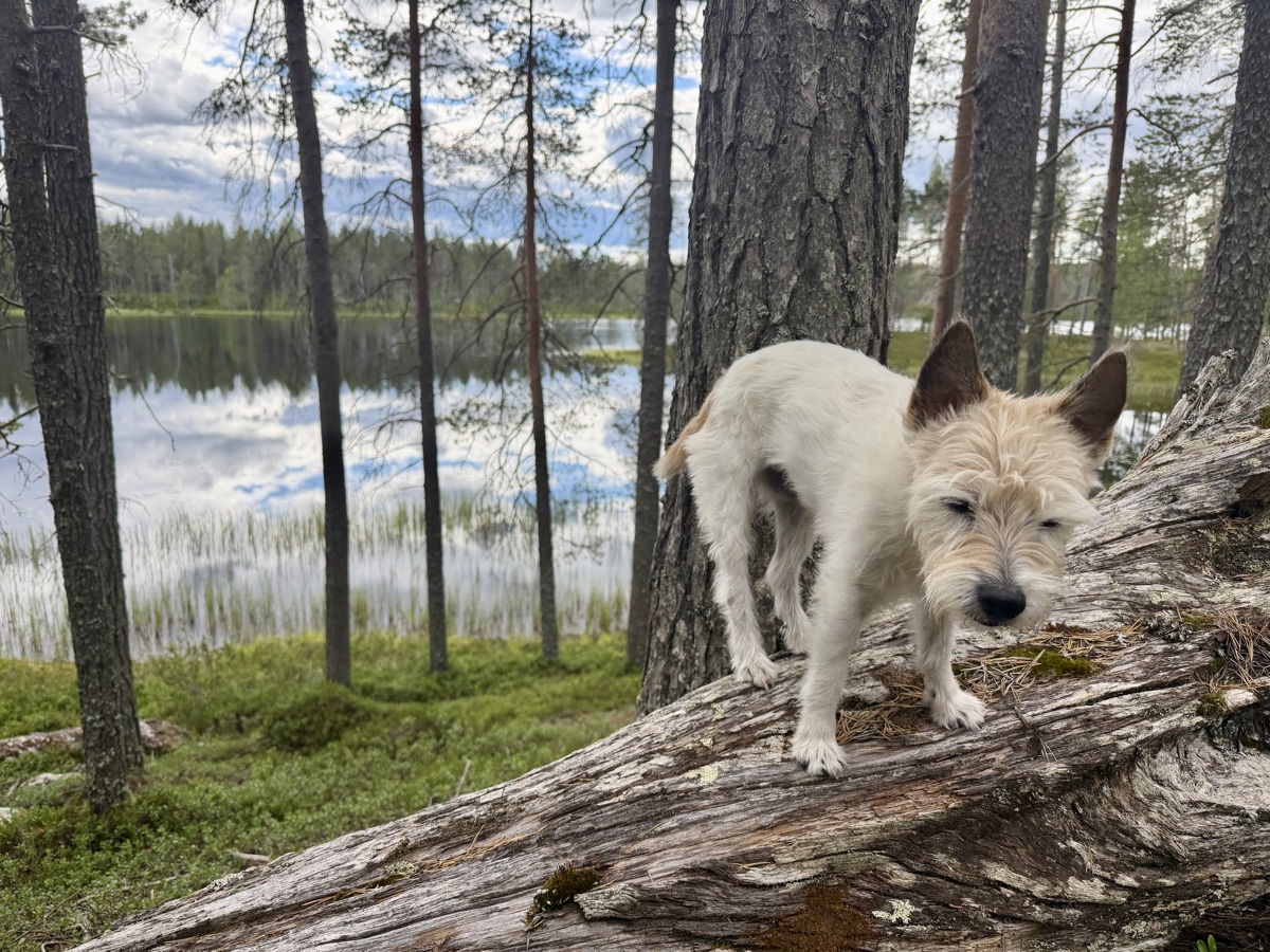 image from Finnland 🇫🇮 - Ziegen, Grenzen und Bärenkot