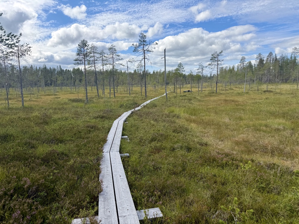 Schmaler Bohlenweg aus zwei Brettern führt quer durch ein weites Moor unter blauem Himmel
