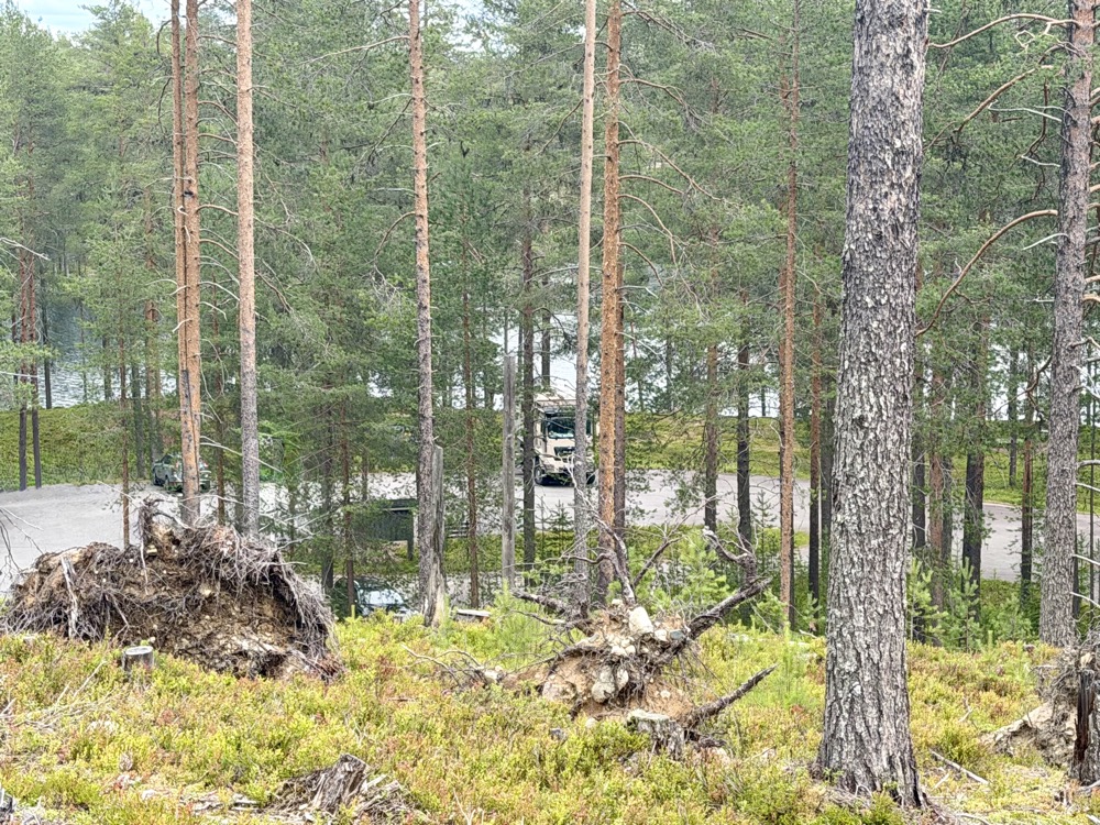 Mammothon steht zwischen hohen Kiefernstämmen auf einem Platz am Waldrand