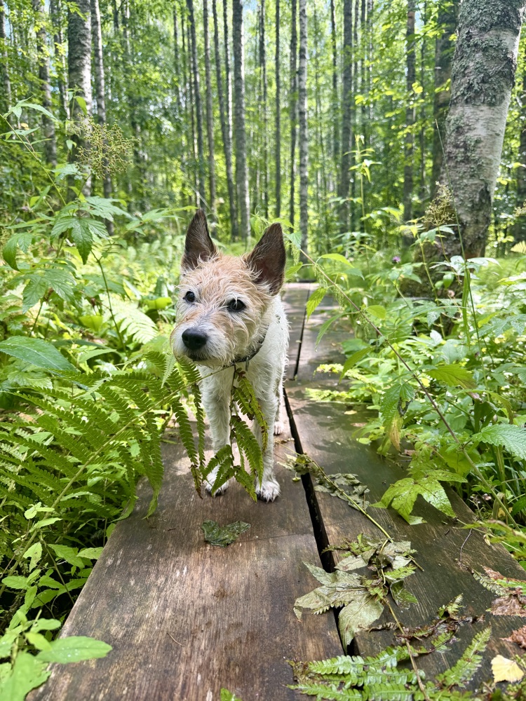 Lou läuft auf einem Bohlenweg zwischen Farnen durch den Birkenwald auf die Kamera zu