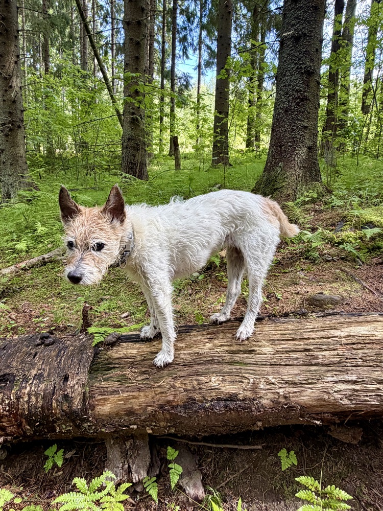 Lou steht auf einem umgestürzten Baumstamm im Wald und schaut nach unten