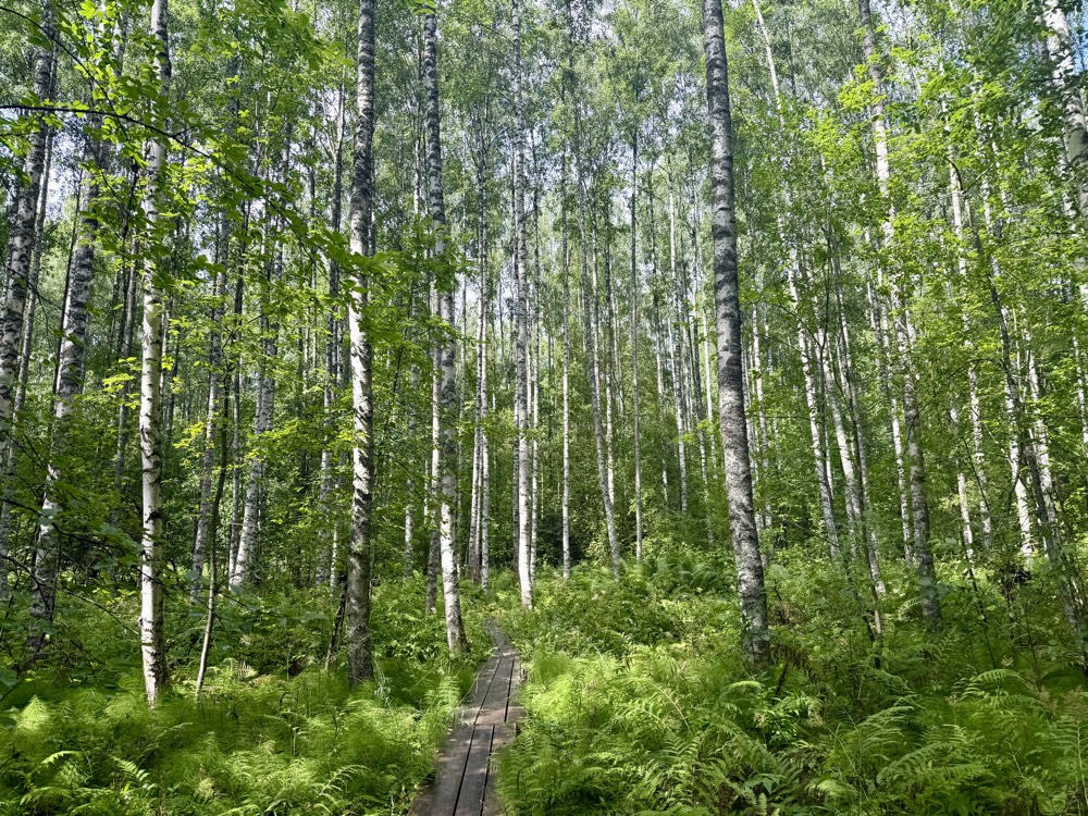 Dichter Birkenwald mit weißen Stämmen und hohen Farnen, ein schmaler Bohlenweg führt hindurch