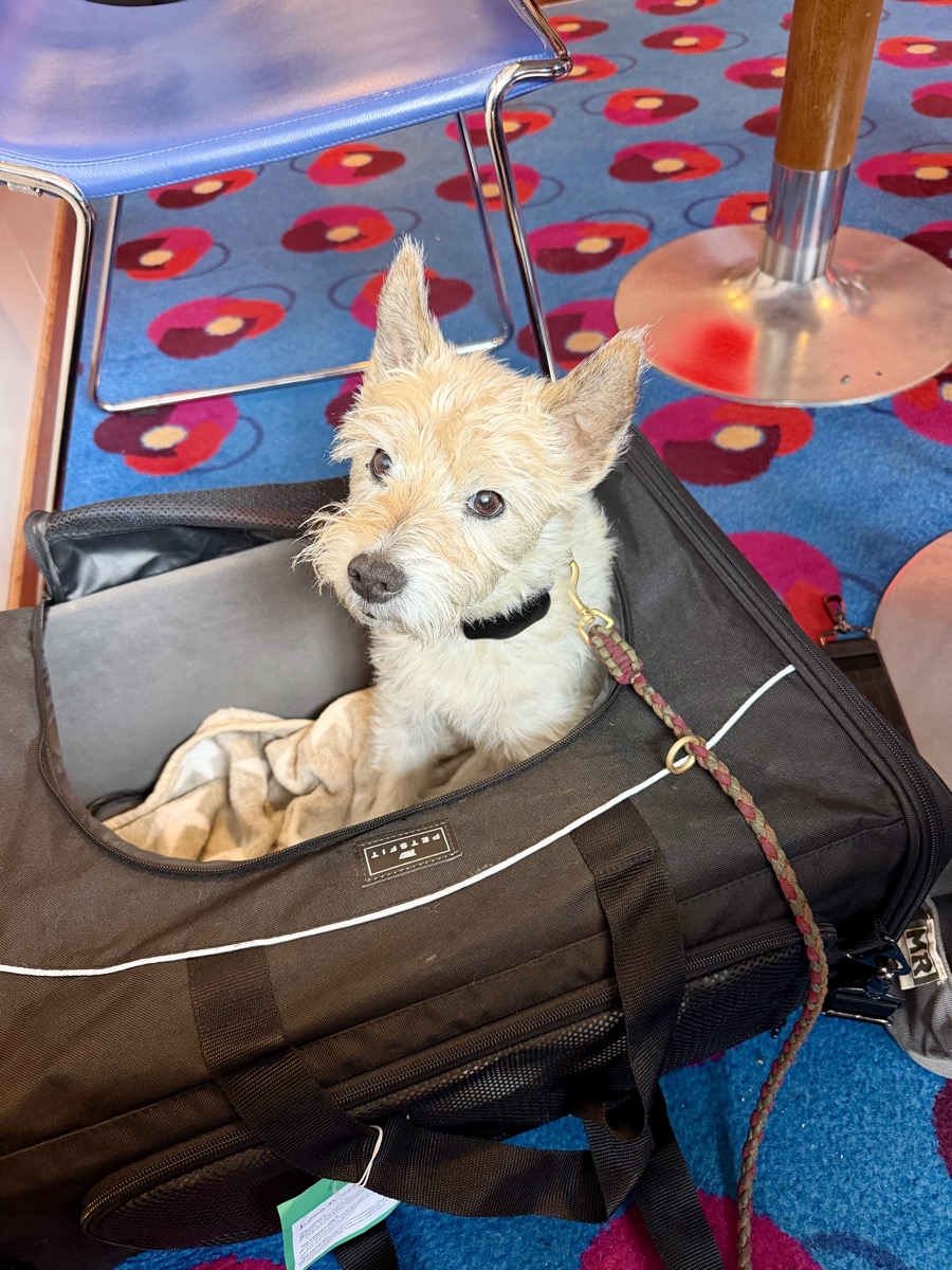 Lou schaut aus ihrer Transporttasche auf der Fähre heraus
