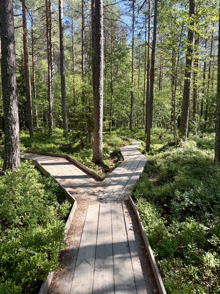 Bohlenweg im Kiefernwald bei Umeå, der sich in zwei Richtungen gabelt