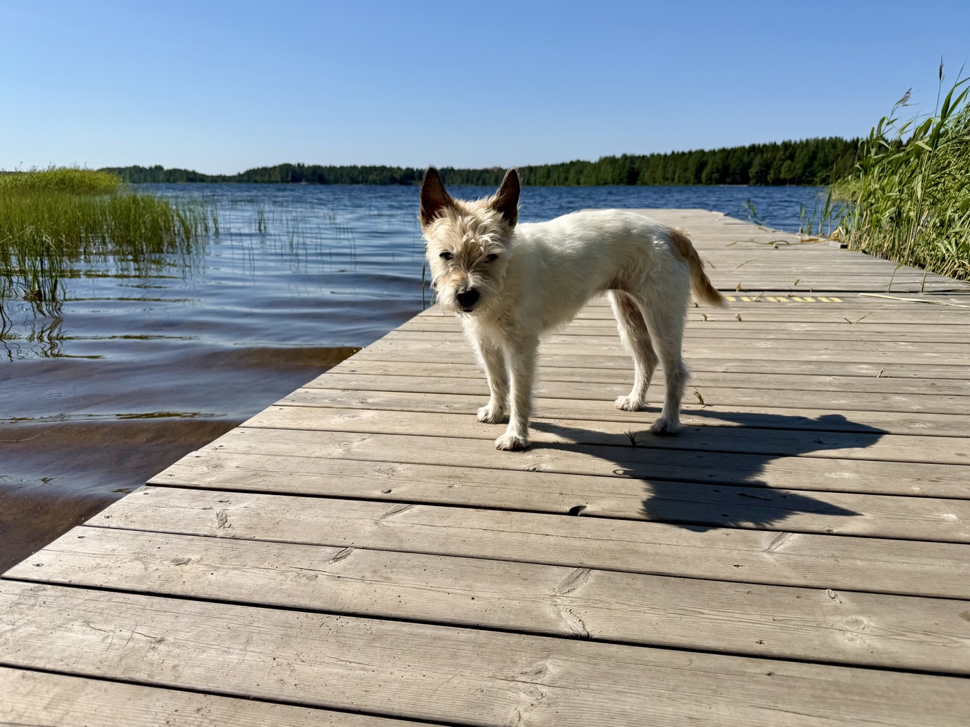 Lou steht auf einem Holzsteg, der in einen See hinausführt