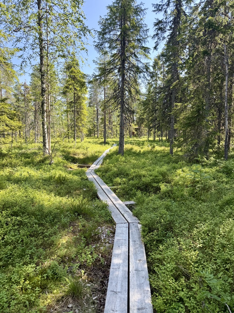 Bohlenweg durch den Wald bei Tavelsjö