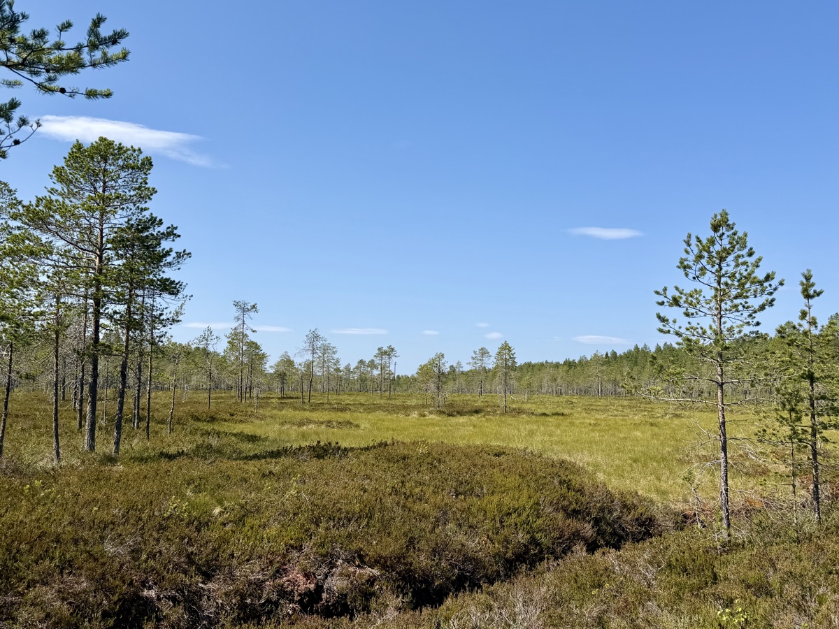 Moorlandschaft mit einzelnen Kiefern bei Tavelsjö