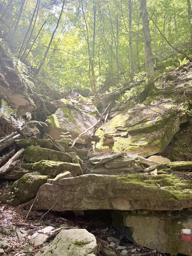 Moosbewachsene Felsbrocken im Wald, rechts eine rot-weiße Wegmarkierung