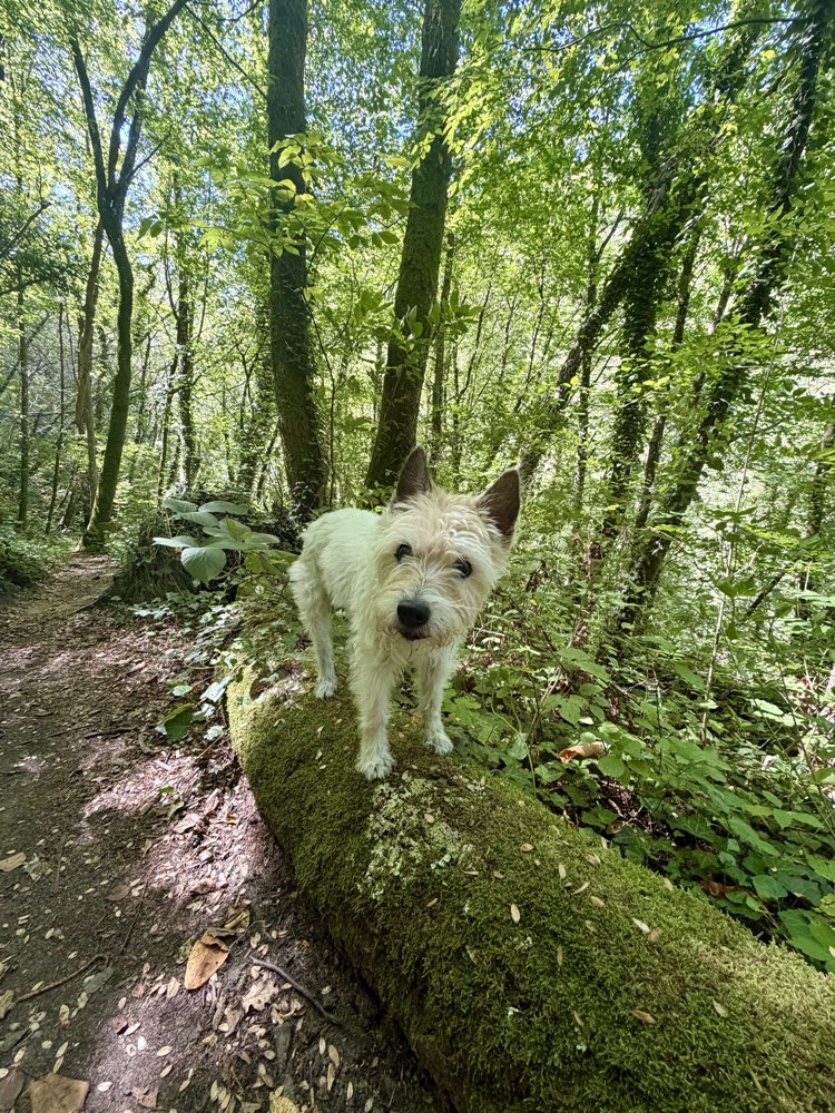 Lou steht auf einem bemoosten Baumstamm im Wald