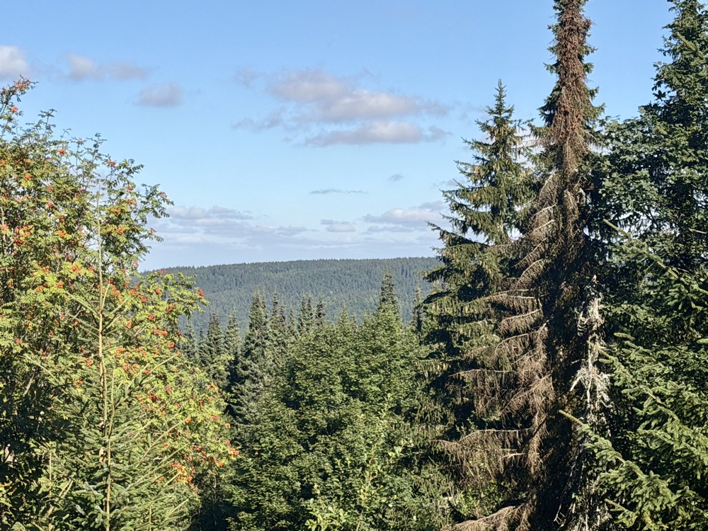 Blick über Fichtenwälder auf einen bewaldeten Höhenzug