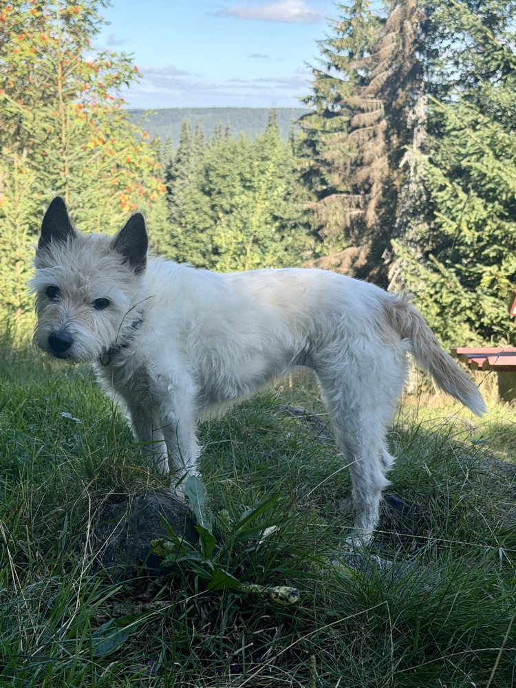 Lou steht im Gras vor Fichten, im Hintergrund eine Bank