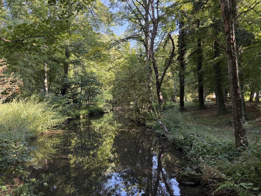 Ruhiger Bach zwischen hohen Bäumen im Park