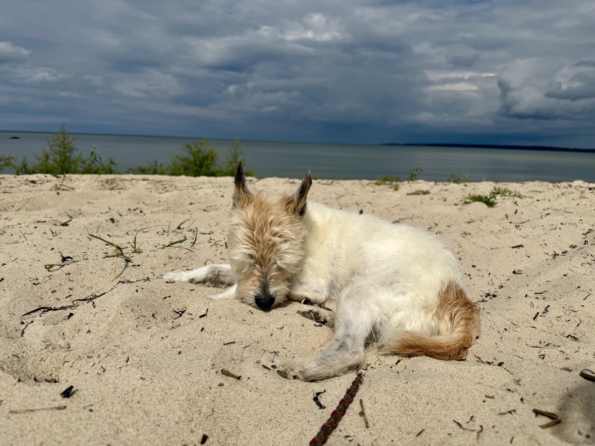 Lou schläft mit dem Kopf im Sand, im Hintergrund die Ostsee