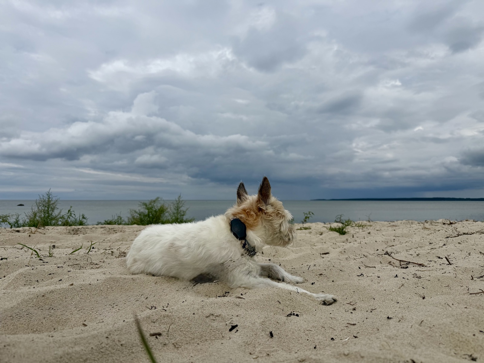 Lou liegt im hellen Sand am Strand vor dem grauen Meer