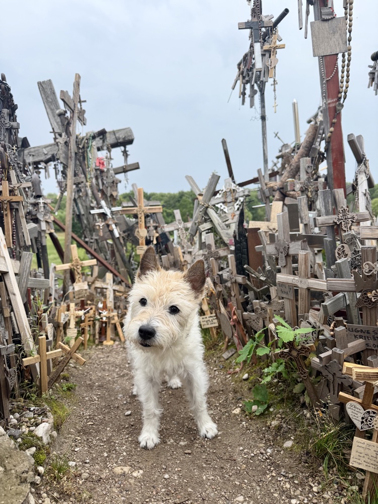 Lou steht zwischen tausenden Kreuzen auf einem Pfad am Berg der Kreuze