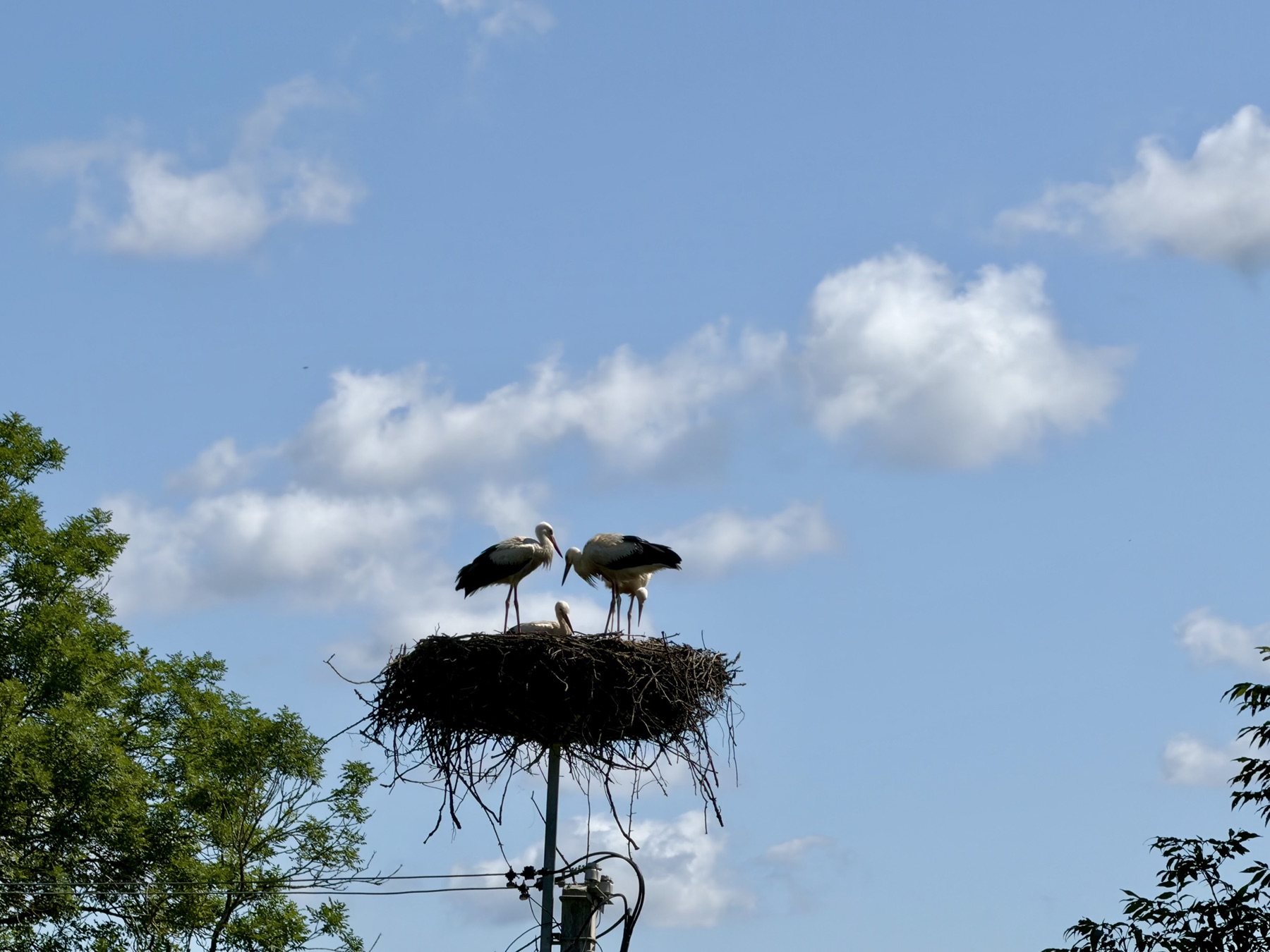 Zwei Störche stehen auf einem Nest auf einem Mast vor blauem Himmel