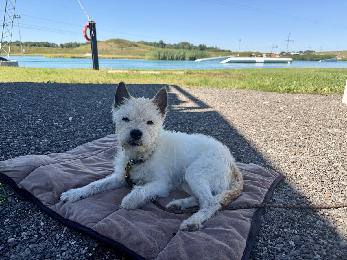 Lou liegt auf einer Decke vor der Wasserskianlage