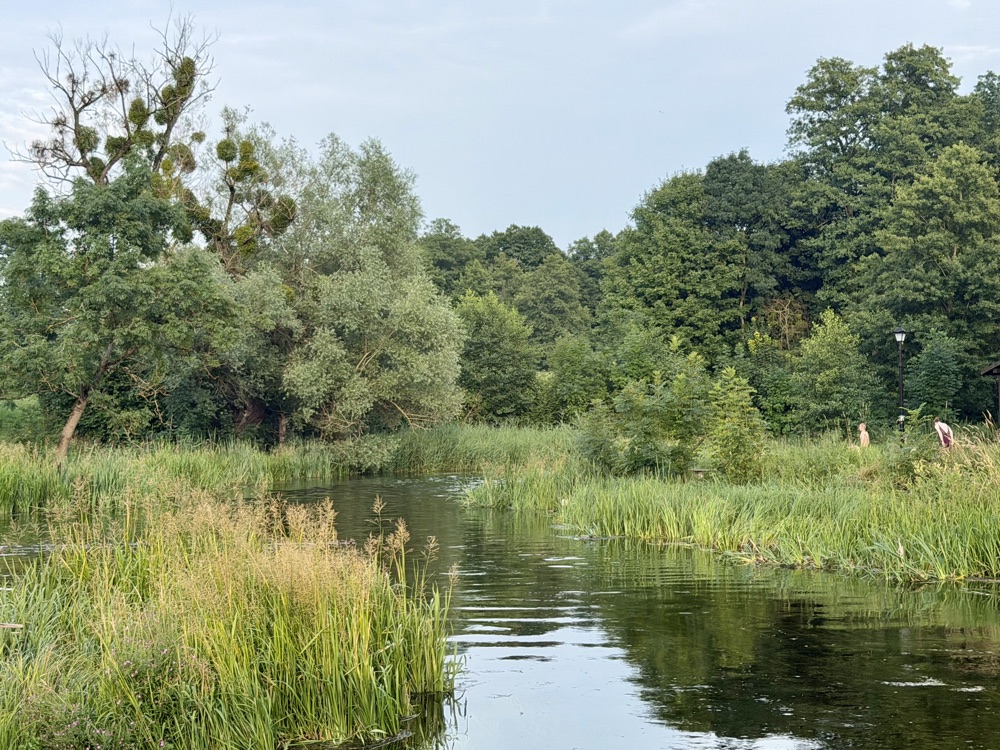 Ruhiger Fluss zwischen Schilf und hohen Laubbäumen