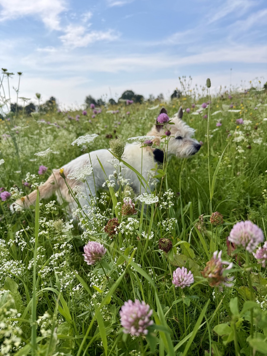 Lou läuft durch hohes Gras mit Klee und Blüten