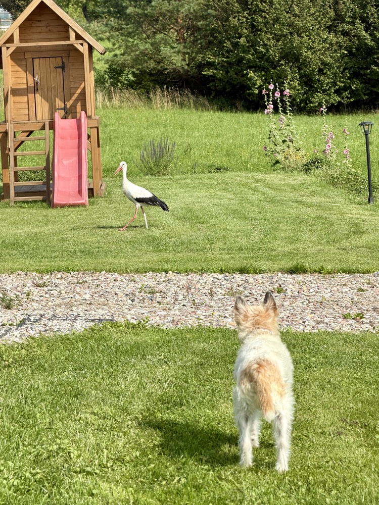Lou steht auf einer Wiese und schaut auf einen Storch vor einem Holzspielhaus