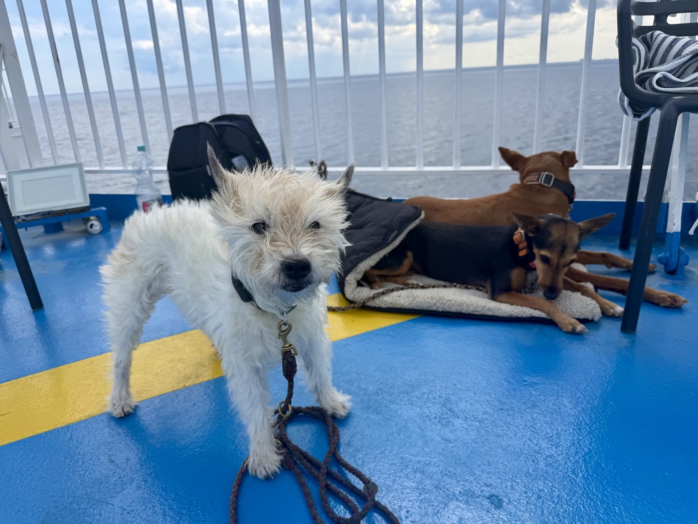 Lou liegt auf dem Deck der Fähre neben zwei anderen Hunden