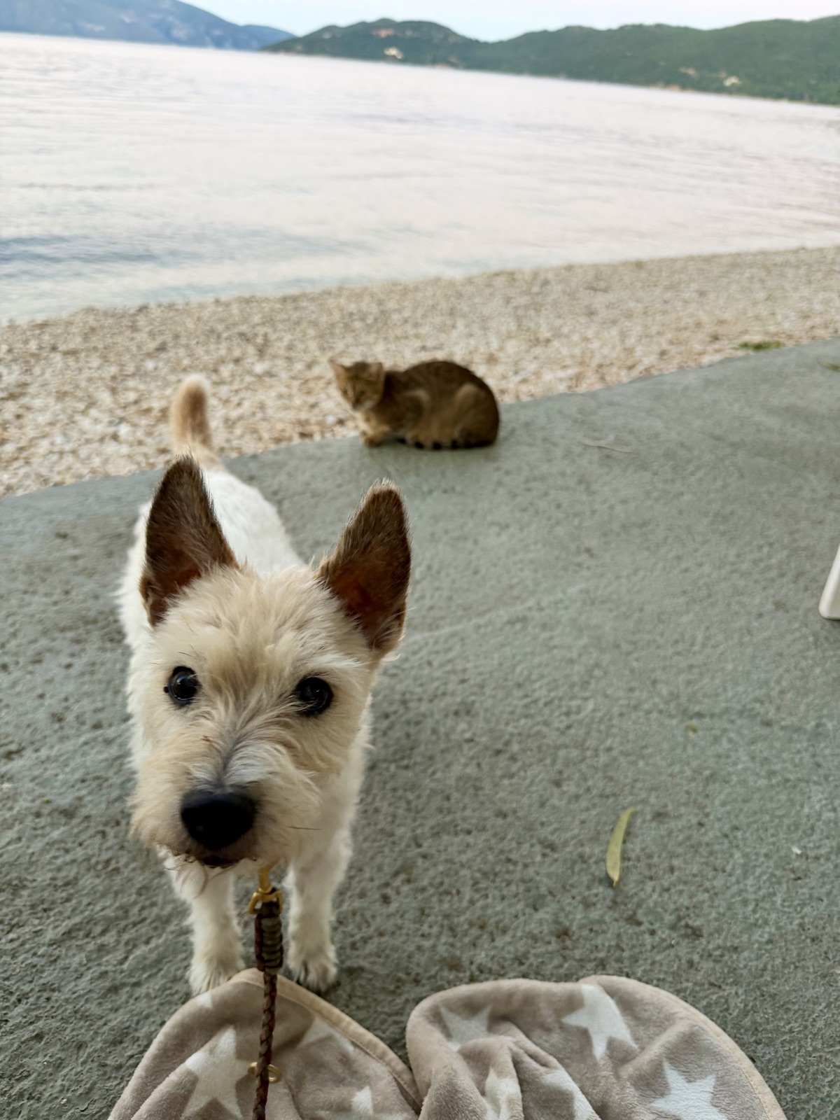 Lou schaut in die Kamera, im Hintergrund sitzt eine getigerte Katze am Strand