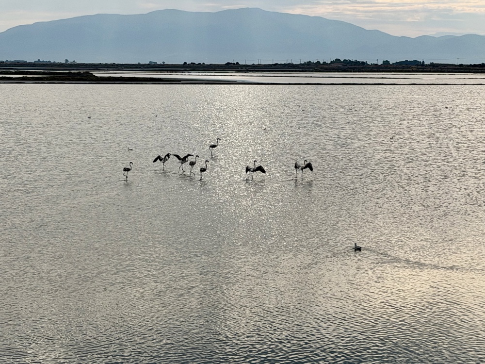 Mehrere Flamingos im flachen Wasser der Salinen, dahinter eine Bergkette