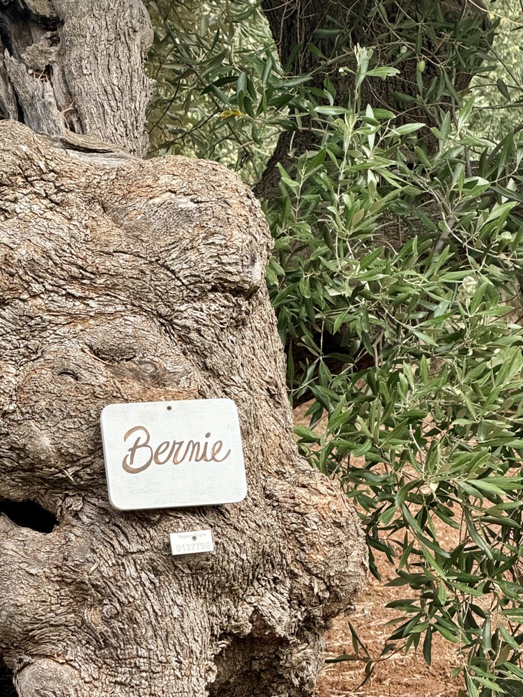 Knorriger Stamm eines alten Olivenbaums mit einem Schild, auf dem Bernie steht