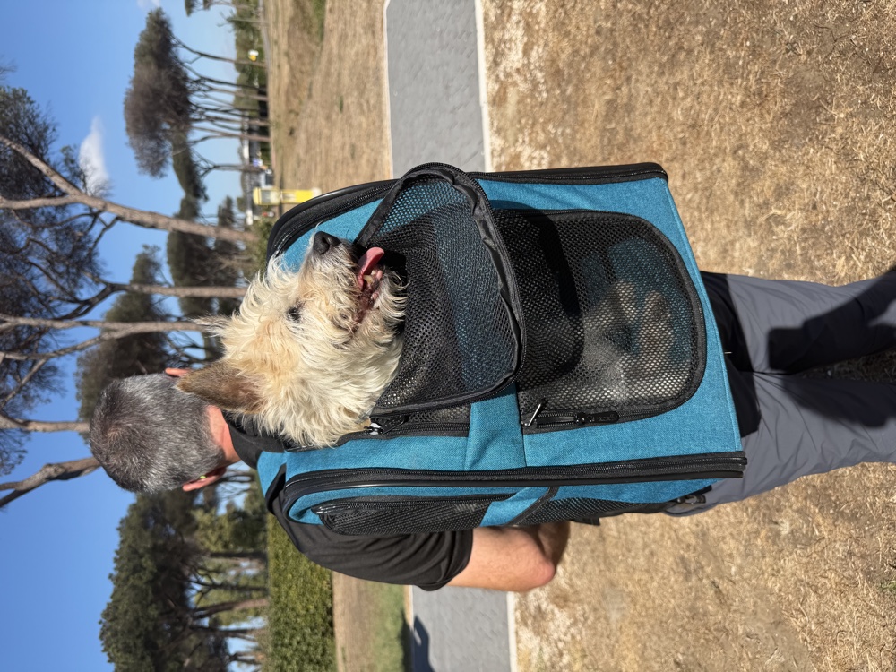 Lou schaut aus einem blauen Rucksack auf dem Rücken eines Mannes, dahinter Pinien