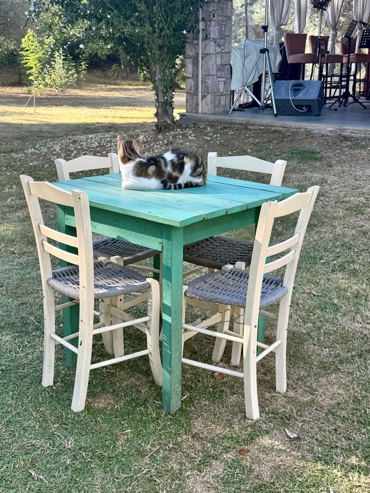 Eine Katze liegt auf einem türkisfarbenen Tisch zwischen weißen Stühlen