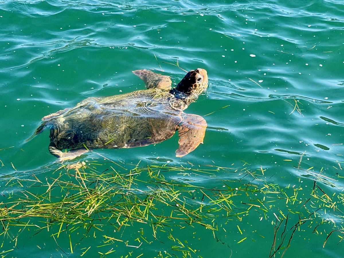 Eine Meeresschildkröte schwimmt an der Wasseroberfläche zwischen Seegras