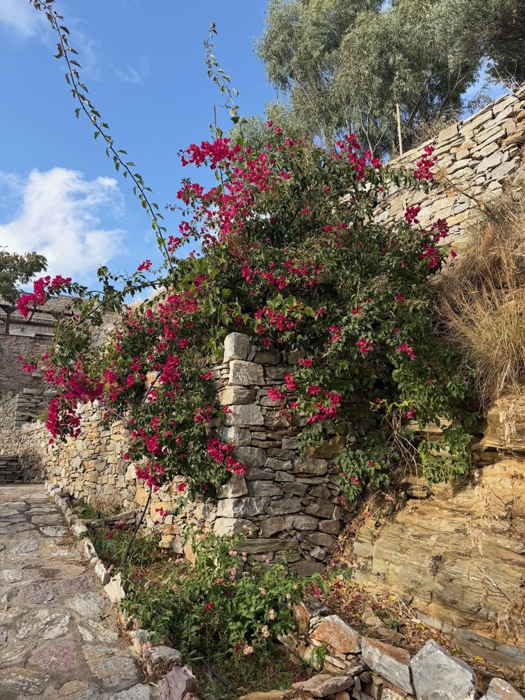 Blühende rote Bougainvillea an einer Steinmauer über einem Pflasterweg