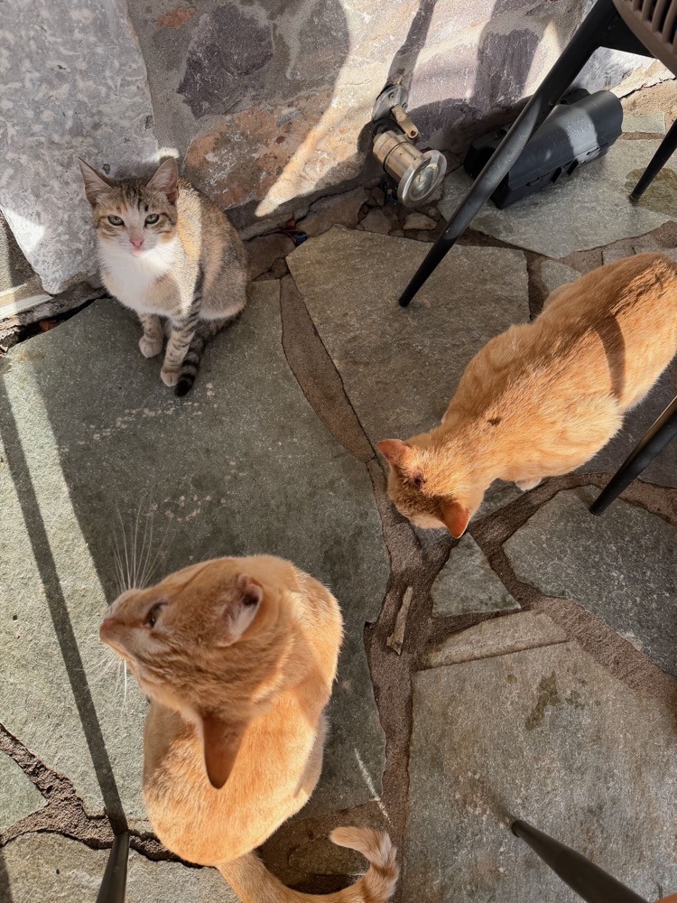 Drei Katzen auf einer Steinterrasse, zwei davon orange